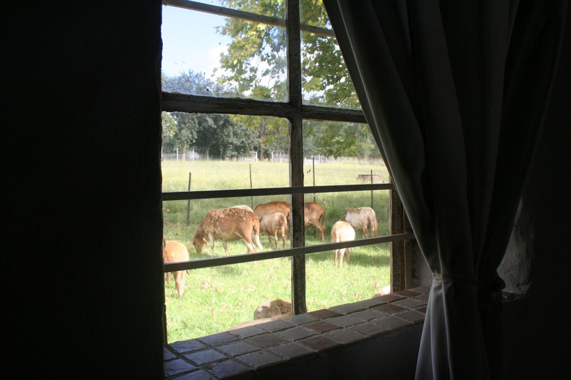 Suikerbosskuur Rondavel & Chalet Amsterdam Екстериор снимка
